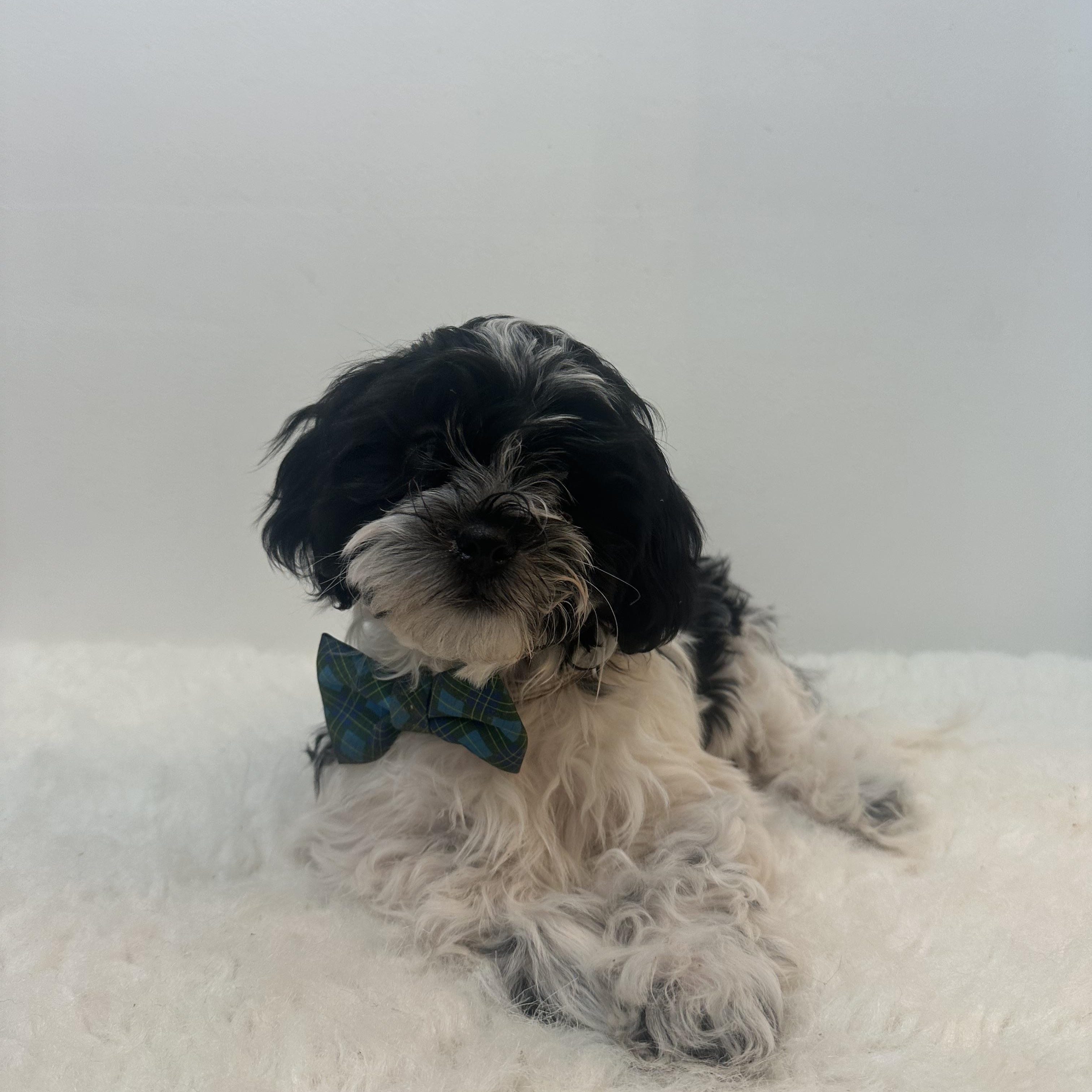 Bethleham , ADOPTABLE, Puppy Male Shih poo.