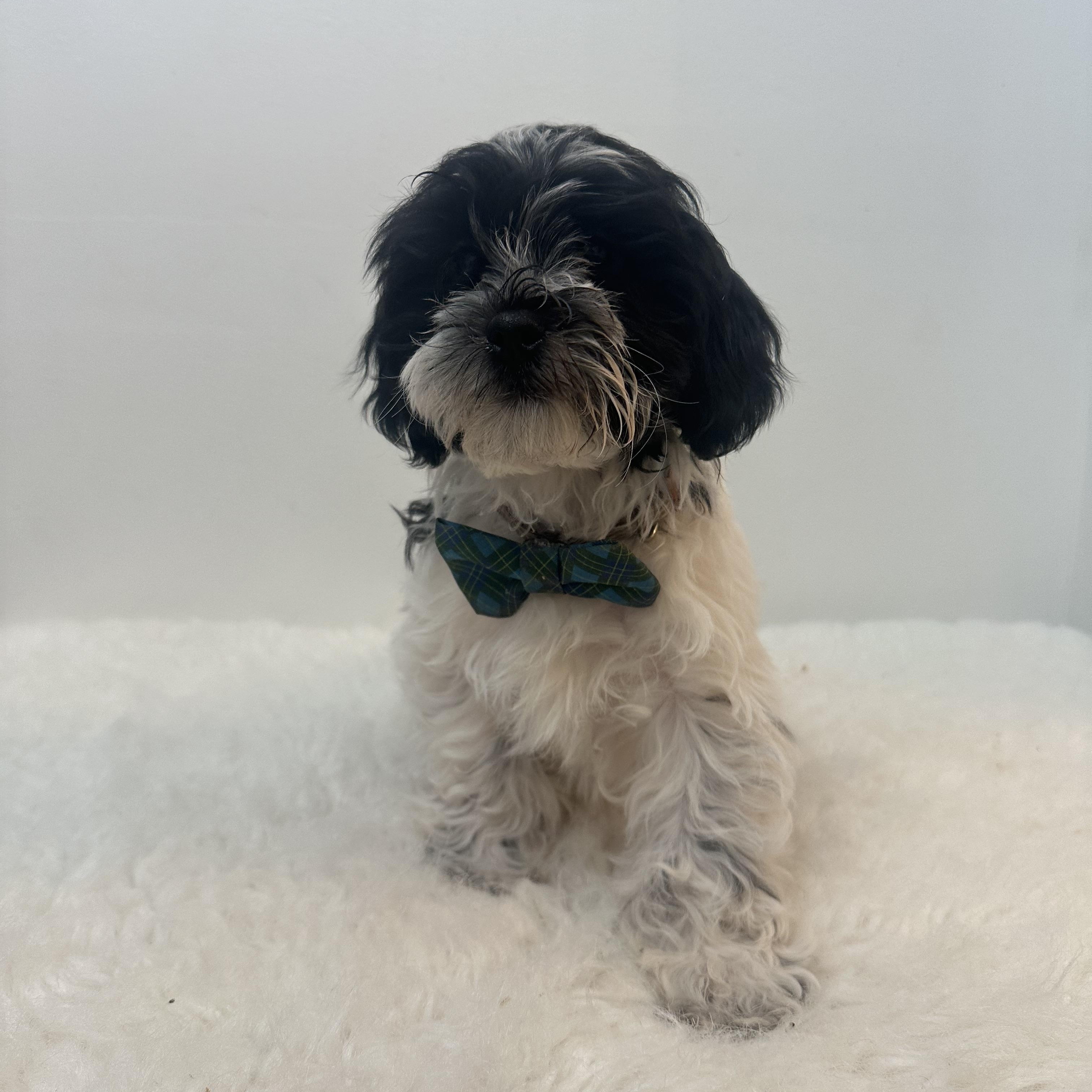 Bethleham , a ADOPTABLE Shih poo in Wrightstown, NJ image 2/6