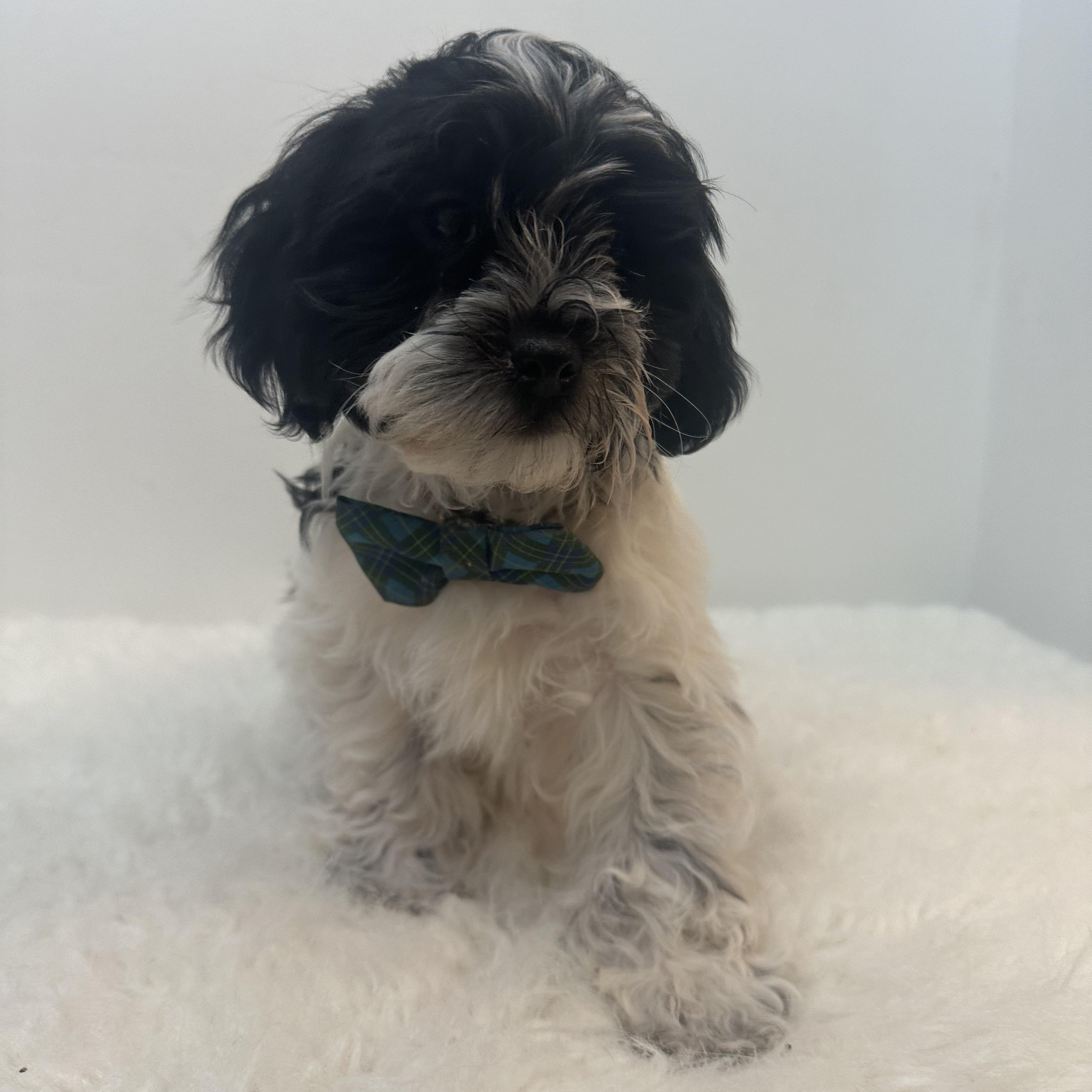 Bethleham , a ADOPTABLE Shih poo in Wrightstown, NJ image 3/6