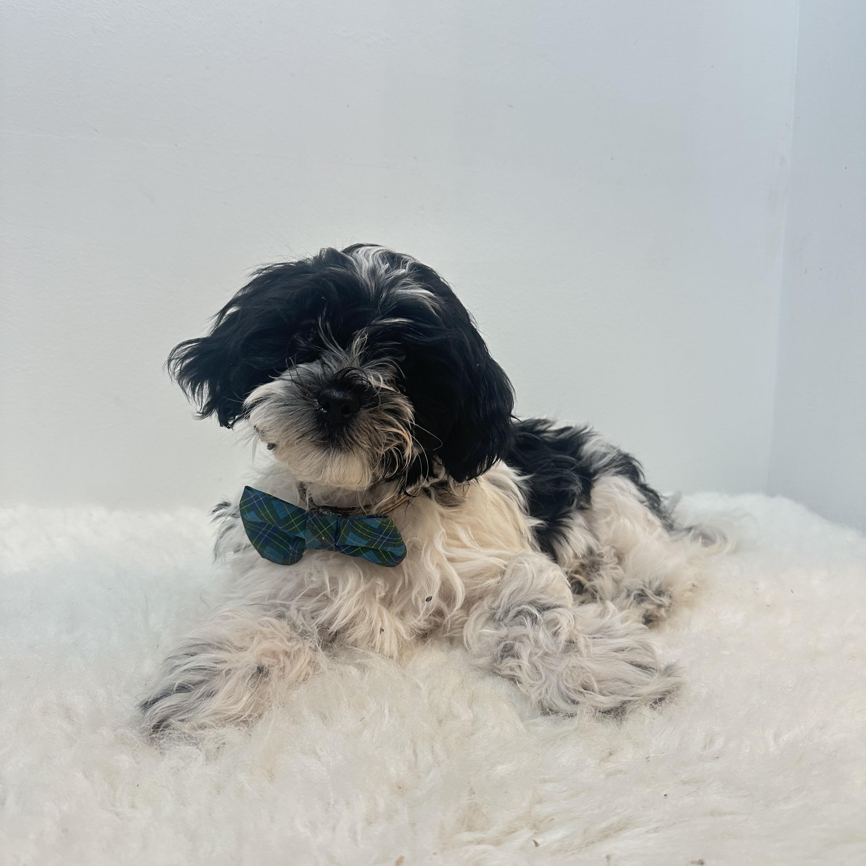 Bethleham , a ADOPTABLE Shih poo in Wrightstown, NJ image 4/6