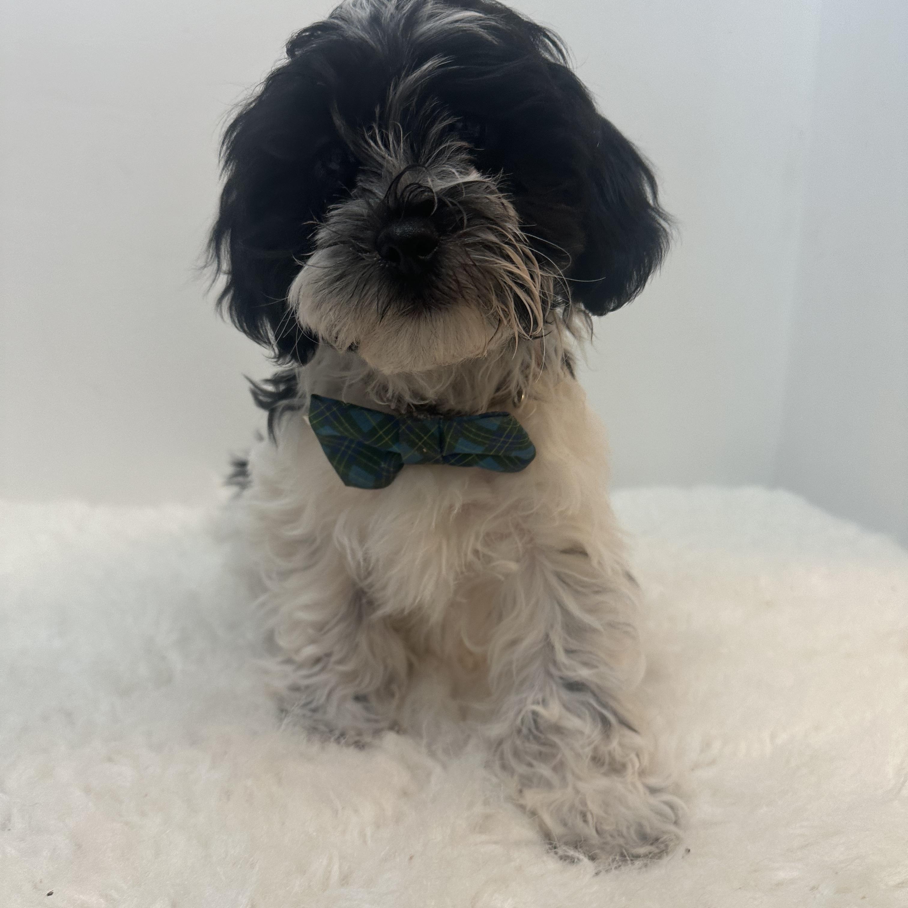 Bethleham , a ADOPTABLE Shih poo in Wrightstown, NJ image 5/6