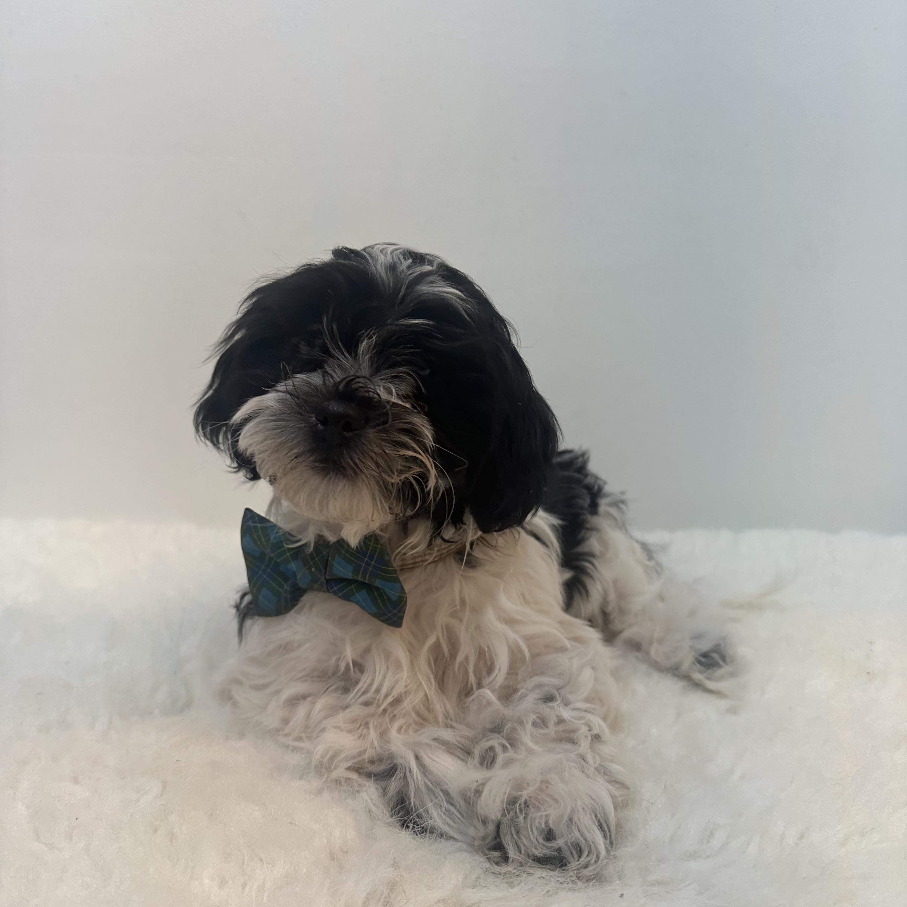 Bethleham , a ADOPTABLE Shih poo in Wrightstown, NJ image 6/6
