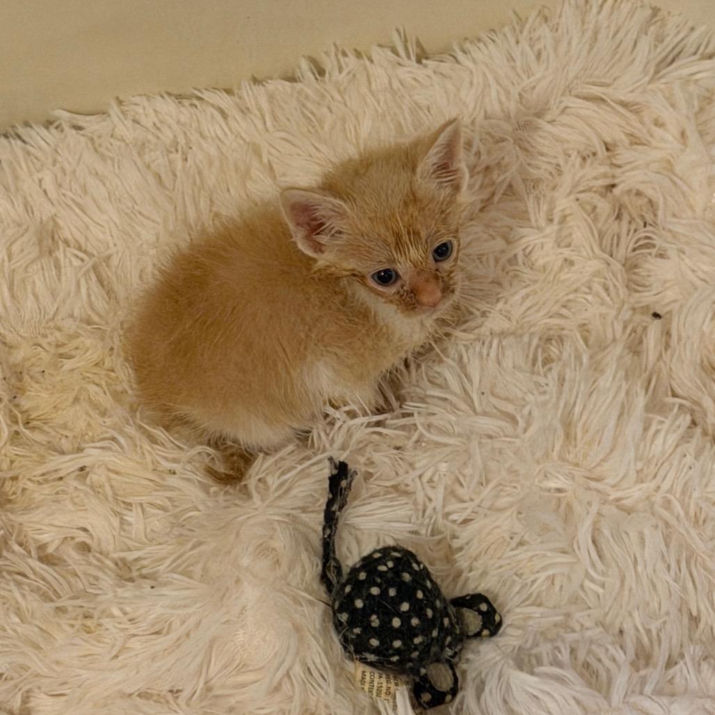 Wally, Adoptable, Kitten Male American Shorthair.