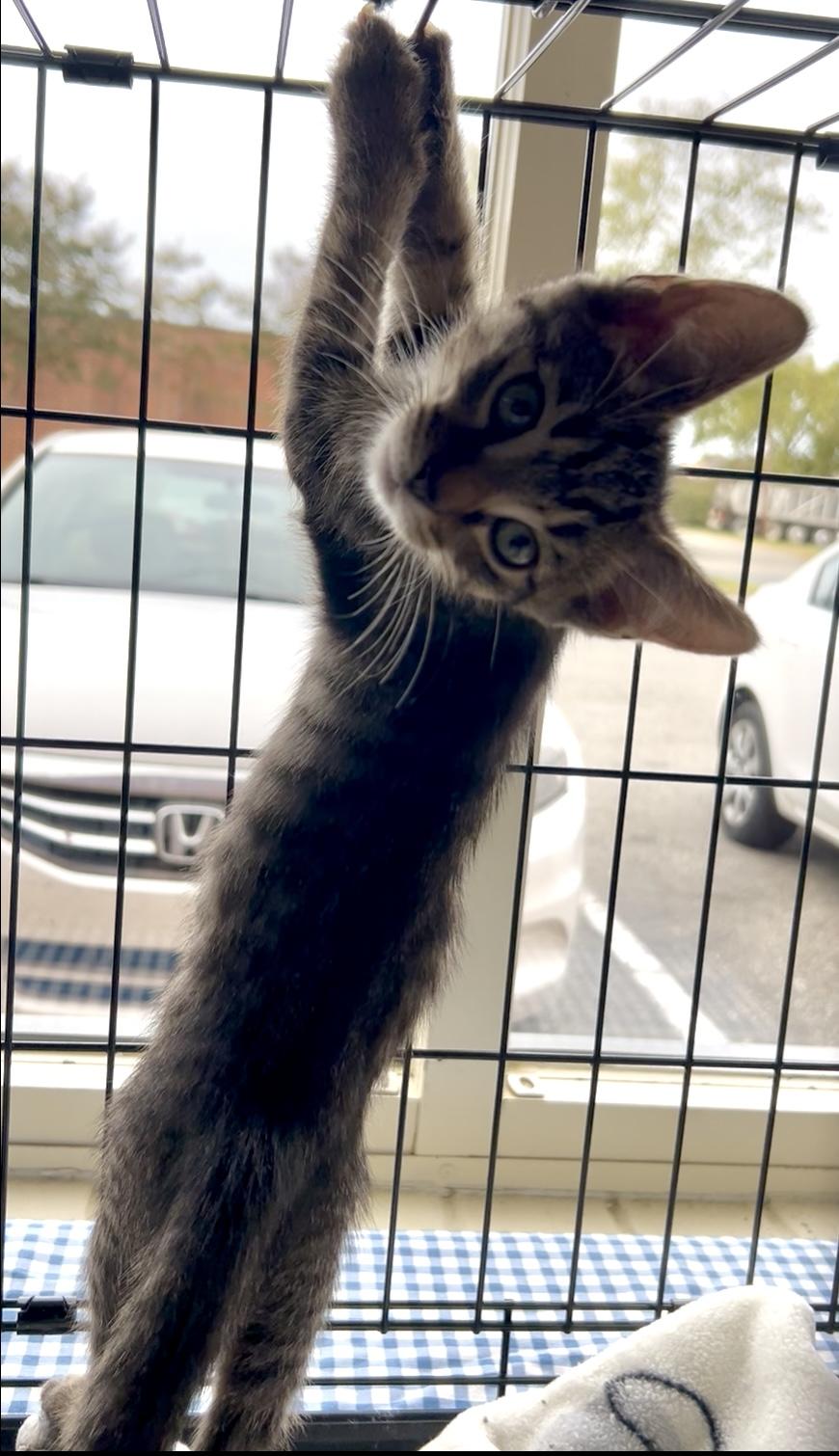 Enlarge Farfalle, a Adoptable mixed breed in Greensboro, NC image 2/6