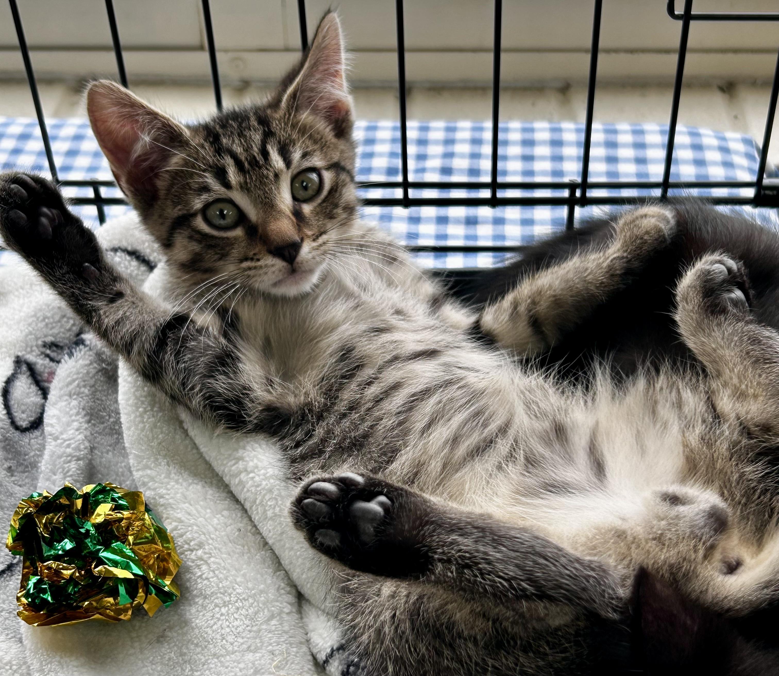 Enlarge Farfalle, a Adoptable mixed breed in Greensboro, NC image 1/6