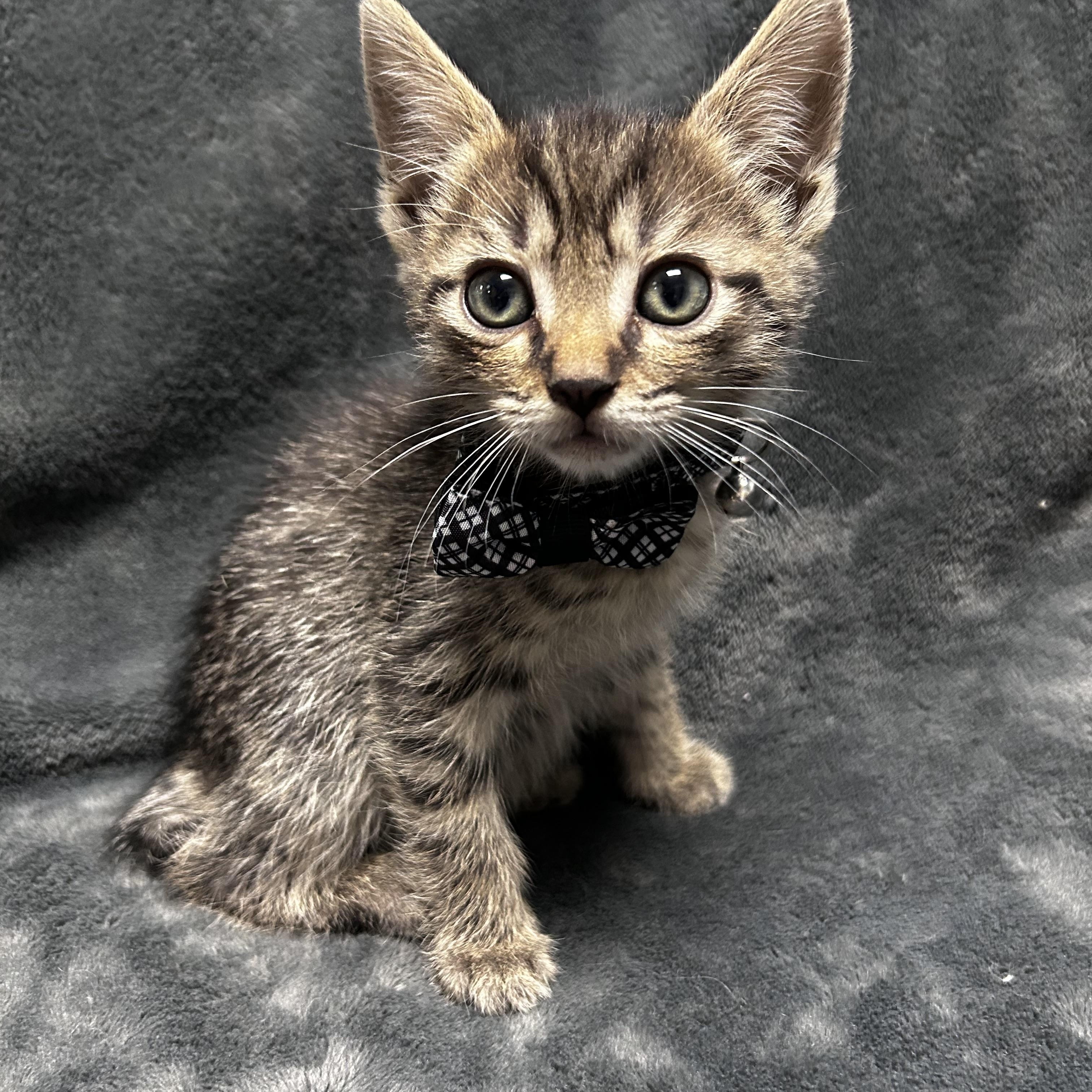 Enlarge Farfalle, a Adoptable mixed breed in Greensboro, NC image 3/6