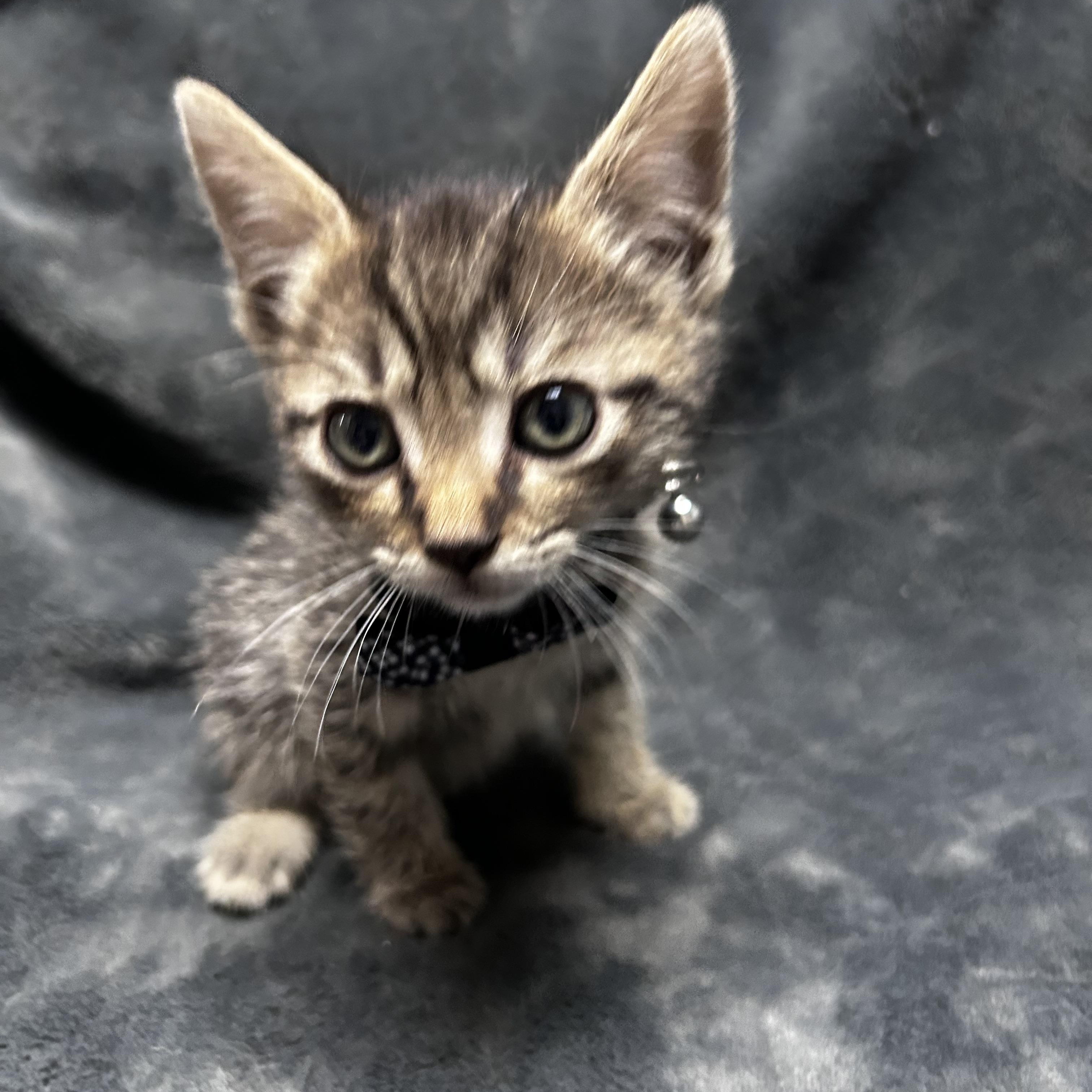 Enlarge Farfalle, a Adoptable mixed breed in Greensboro, NC image 4/6