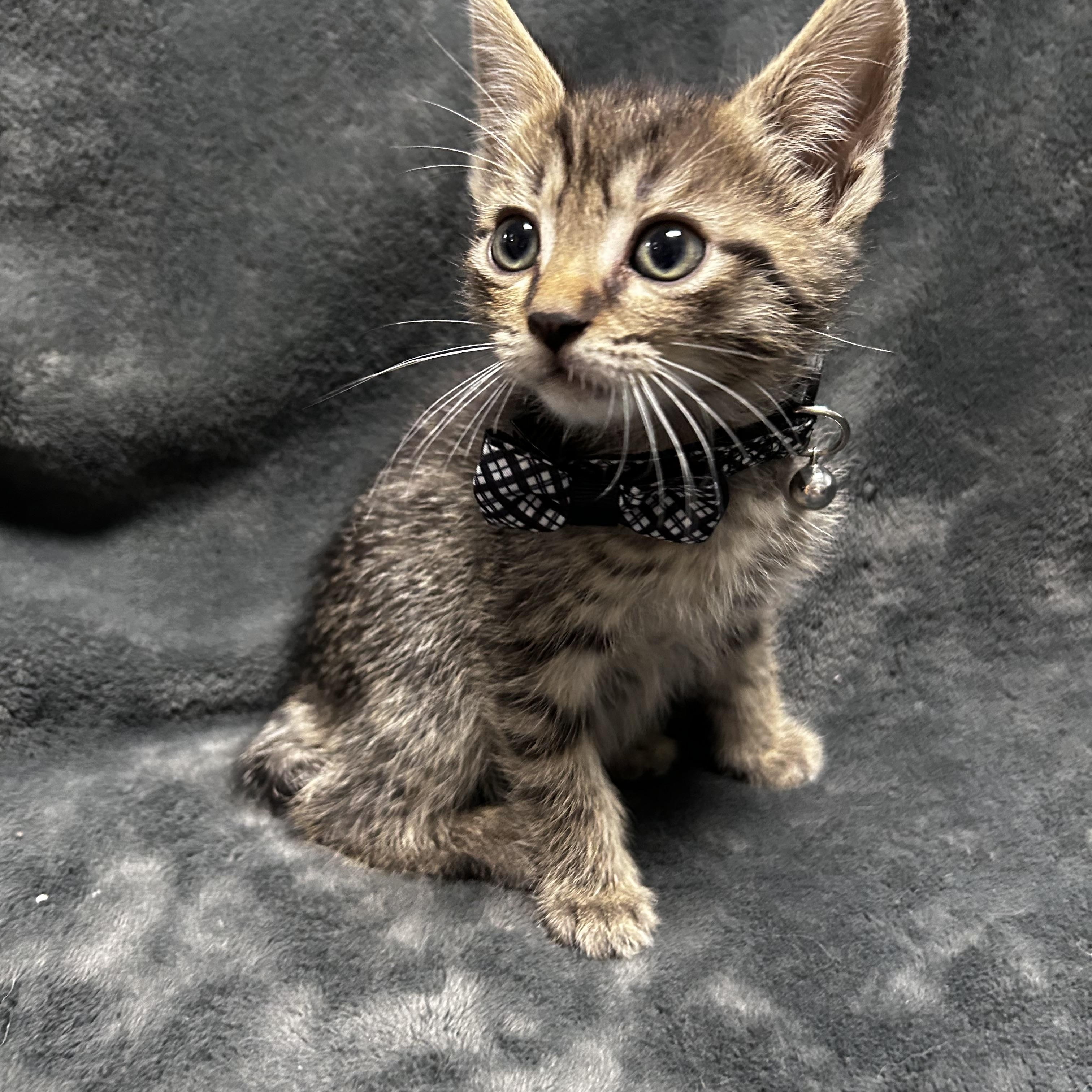 Enlarge Farfalle, a Adoptable mixed breed in Greensboro, NC image 5/6