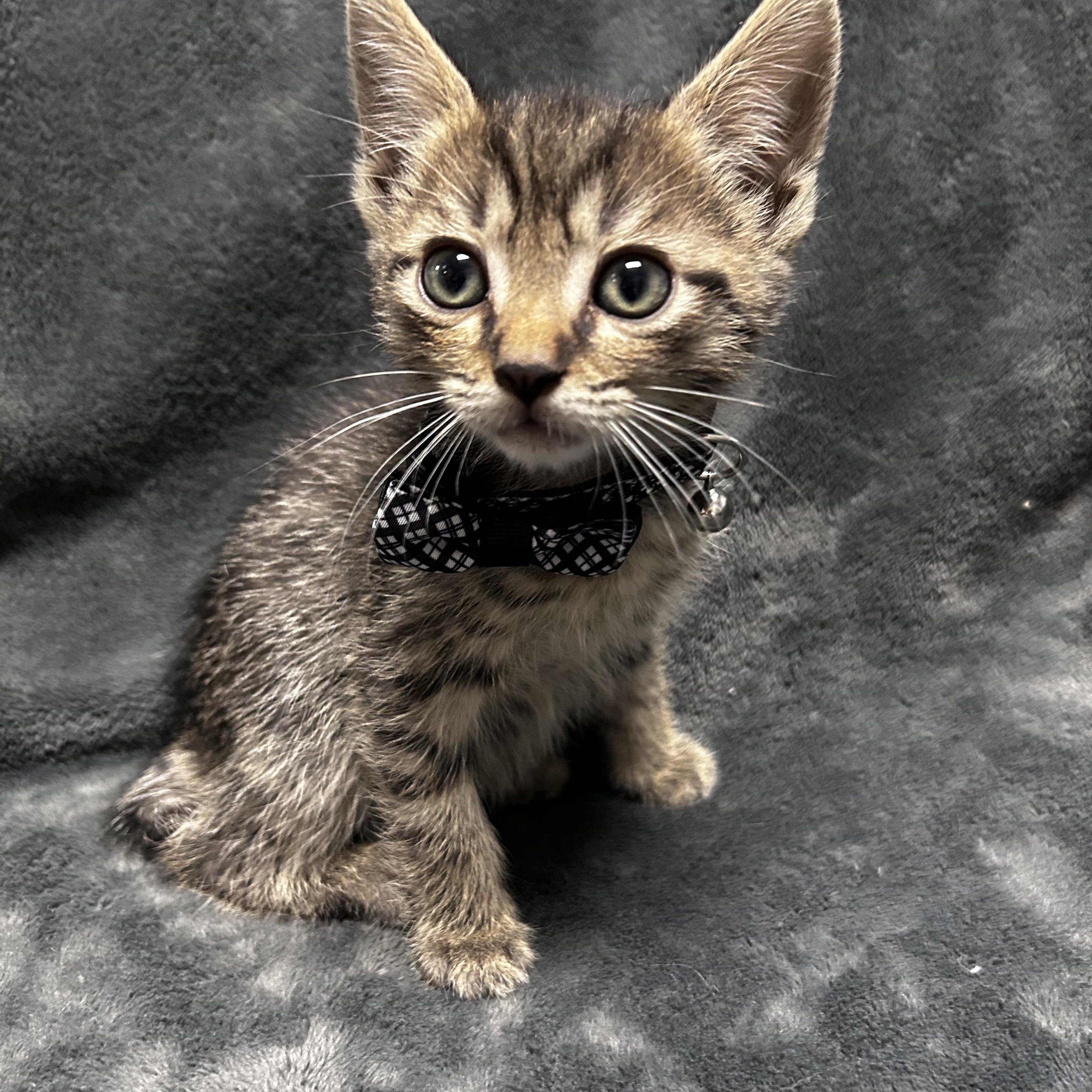 Enlarge Farfalle, a Adoptable mixed breed in Greensboro, NC image 6/6