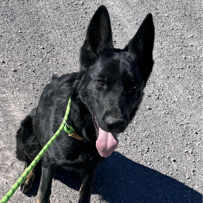 Levi, a Adoptable German Shepherd Dog in Stagecoach, NV image 2/2