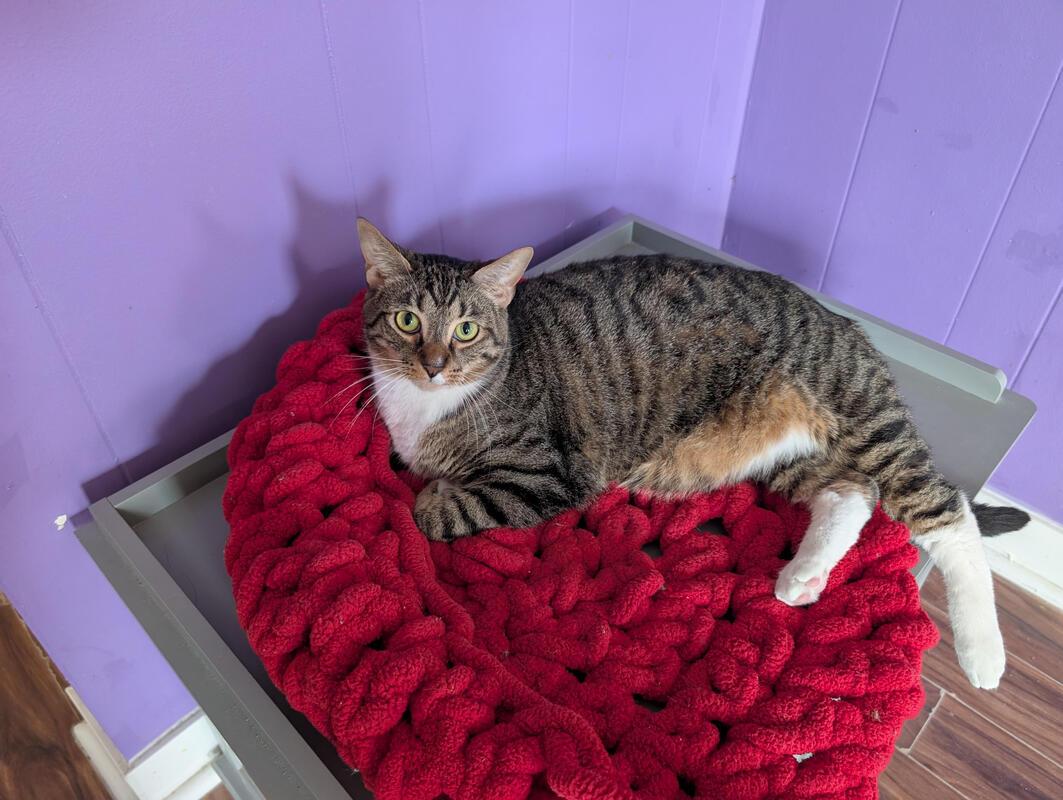 Enlarge Windie, an adopted Domestic Short Hair in Kalamazoo, MI image 1/1