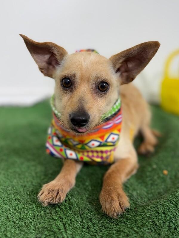 Enlarge Taco, a Adoptable mixed breed in Palo Alto, CA image 1/1