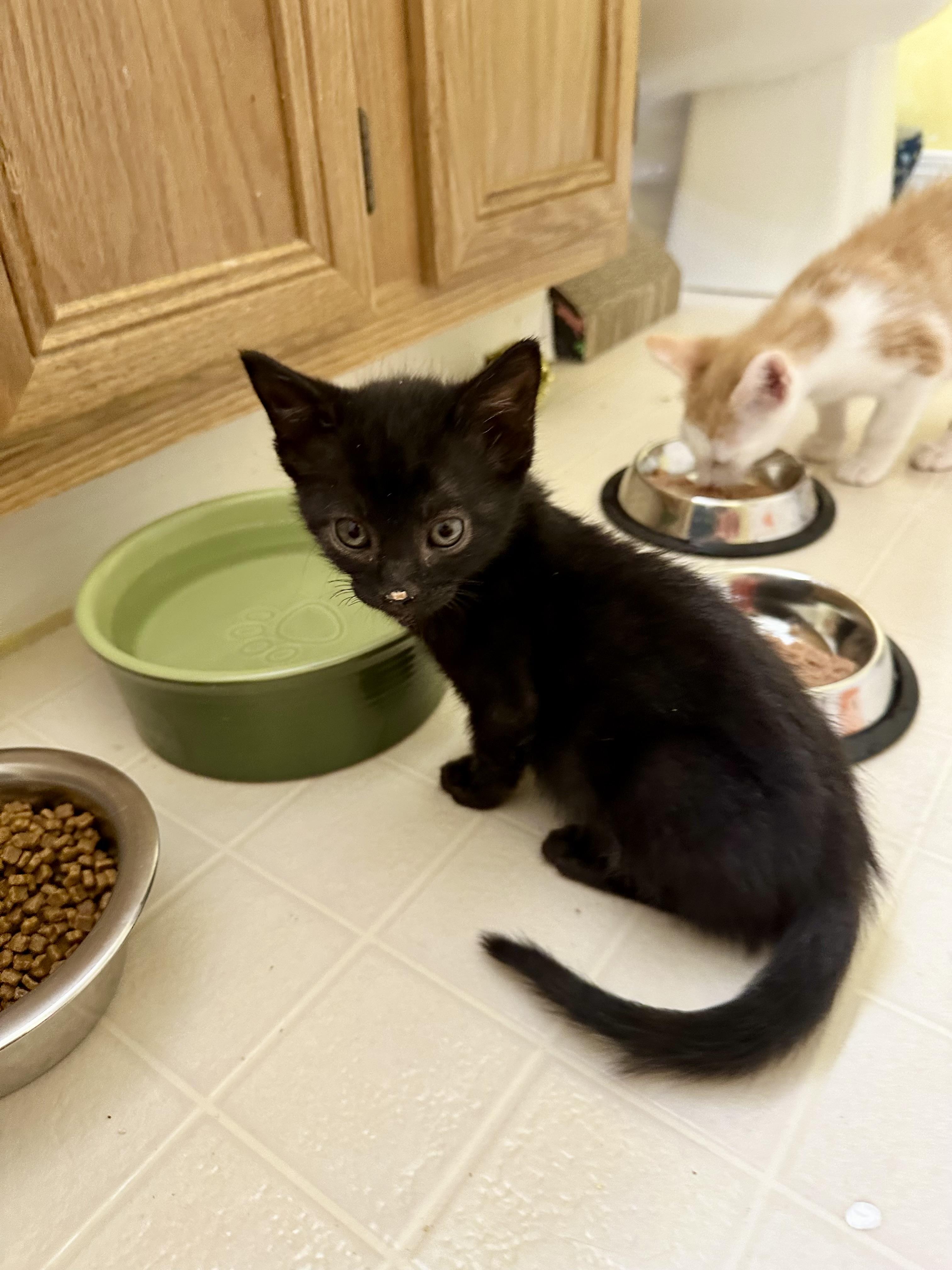 Pyewacket, adopted, Kitten Male Domestic Short Hair.