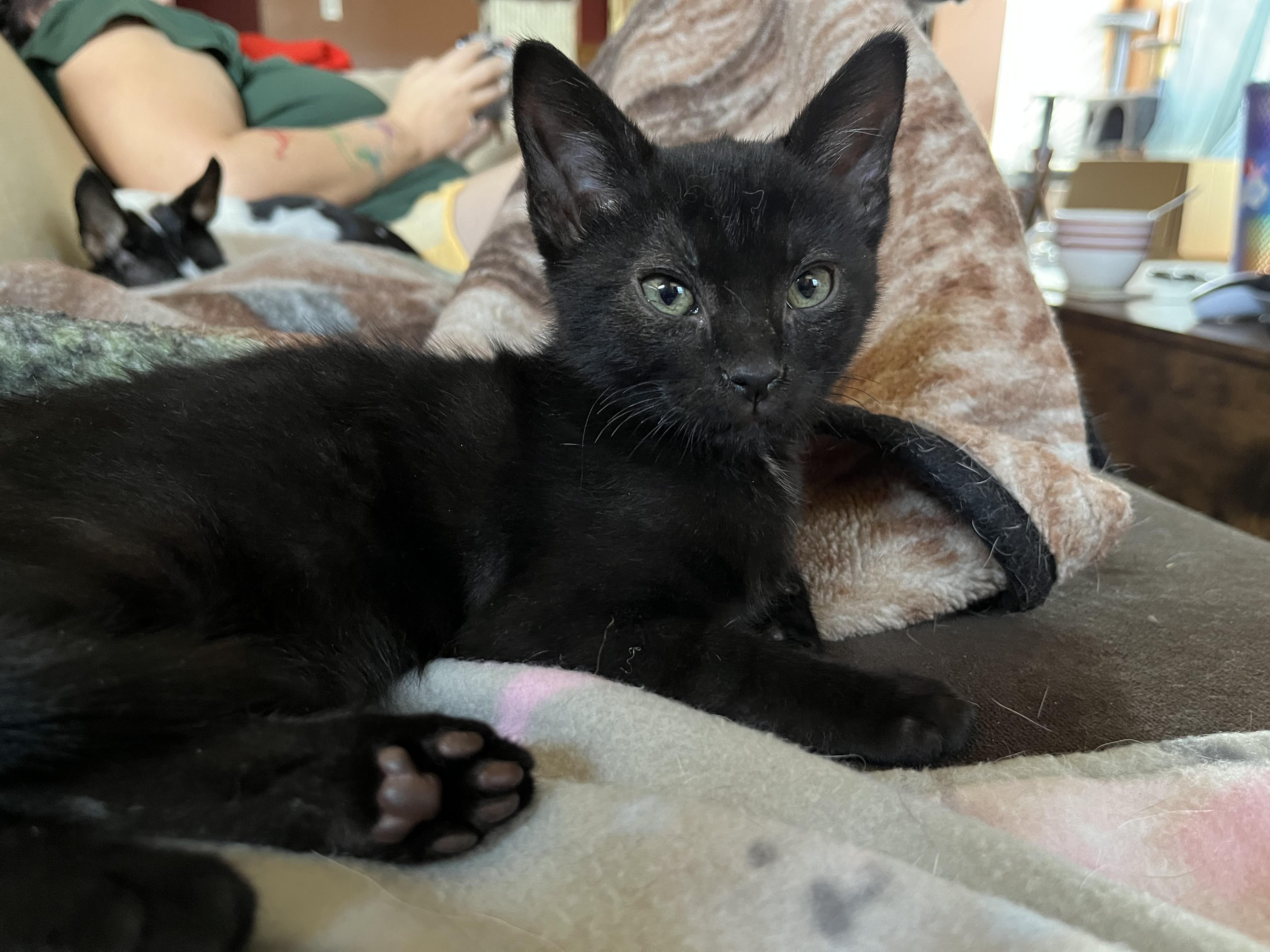 Pyewacket, an adopted Domestic Short Hair in Elkton, MD image 3/4