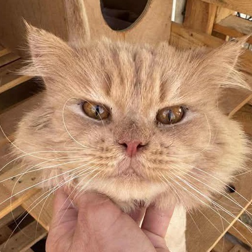 Bunny Y
