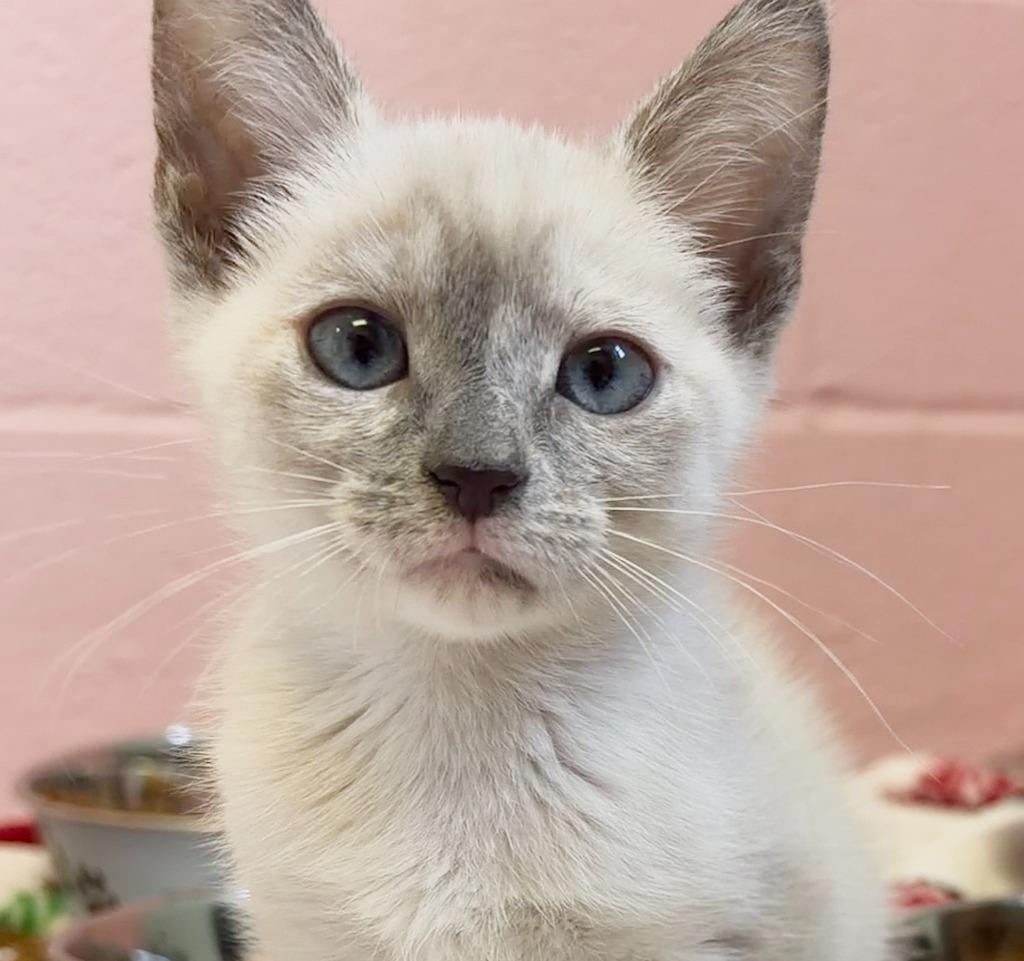 Shuri, Adoptable, Kitten Female Siamese.