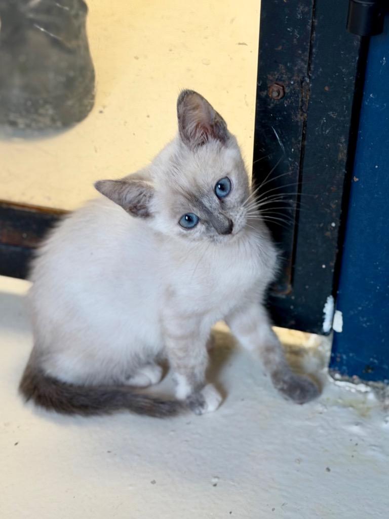 Enlarge Shuri, a Adoptable Siamese in Sherwood, AR image 2/2