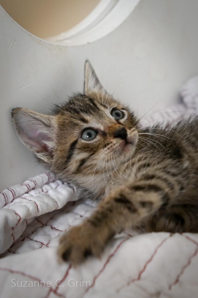 Enlarge Comet, a Adoptable mixed breed in New Orleans, LA image 1/3