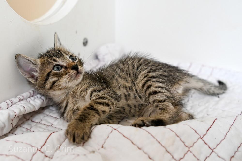 Enlarge Comet, a Adoptable mixed breed in New Orleans, LA image 3/3