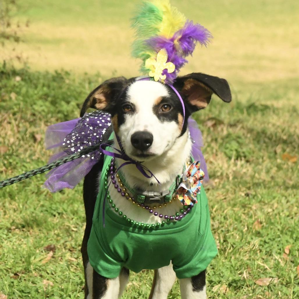 Enlarge Sierra, a Adoptable mixed breed in Natchez, MS image 1/4