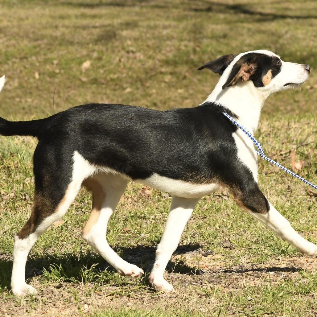 Enlarge Sierra, a Adoptable mixed breed in Natchez, MS image 2/4