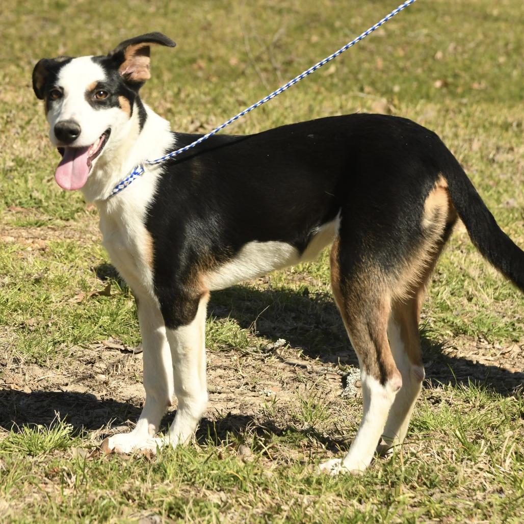 Enlarge Sierra, a Adoptable mixed breed in Natchez, MS image 3/4