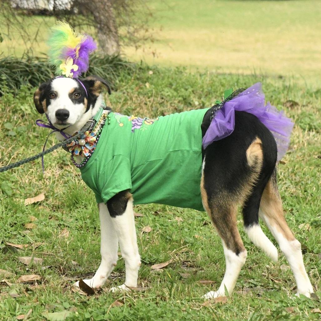 Enlarge Sierra, a Adoptable mixed breed in Natchez, MS image 4/4