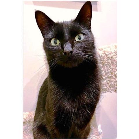 Enlarge Sabrina, a Adoptable Domestic Short Hair in Salt Lake City, UT image 2/2