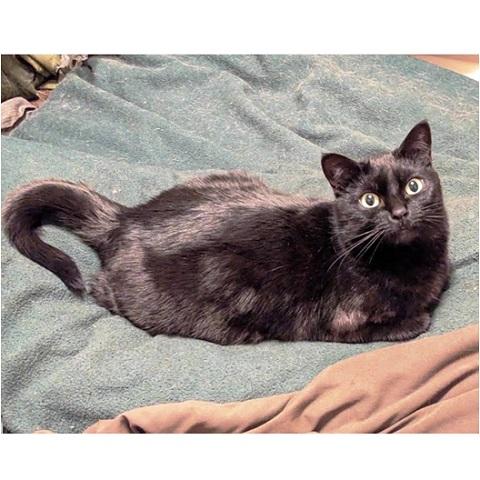 Enlarge Sabrina, a Adoptable Domestic Short Hair in Salt Lake City, UT image 1/2