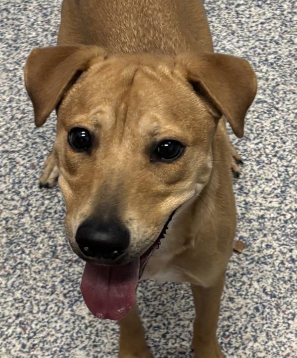 Sasha, Adoptable, Young Female Labrador Retriever.