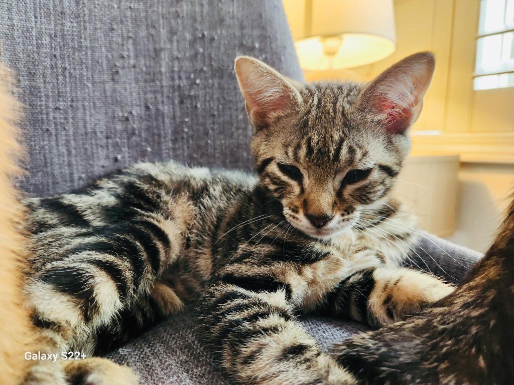 Levin, Adoptable, Kitten Male Domestic Short Hair.