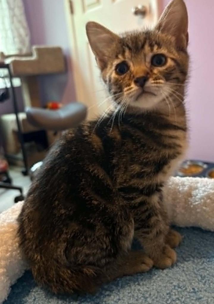 Enlarge Levin, a Adoptable mixed breed in Newnan, GA image 2/5