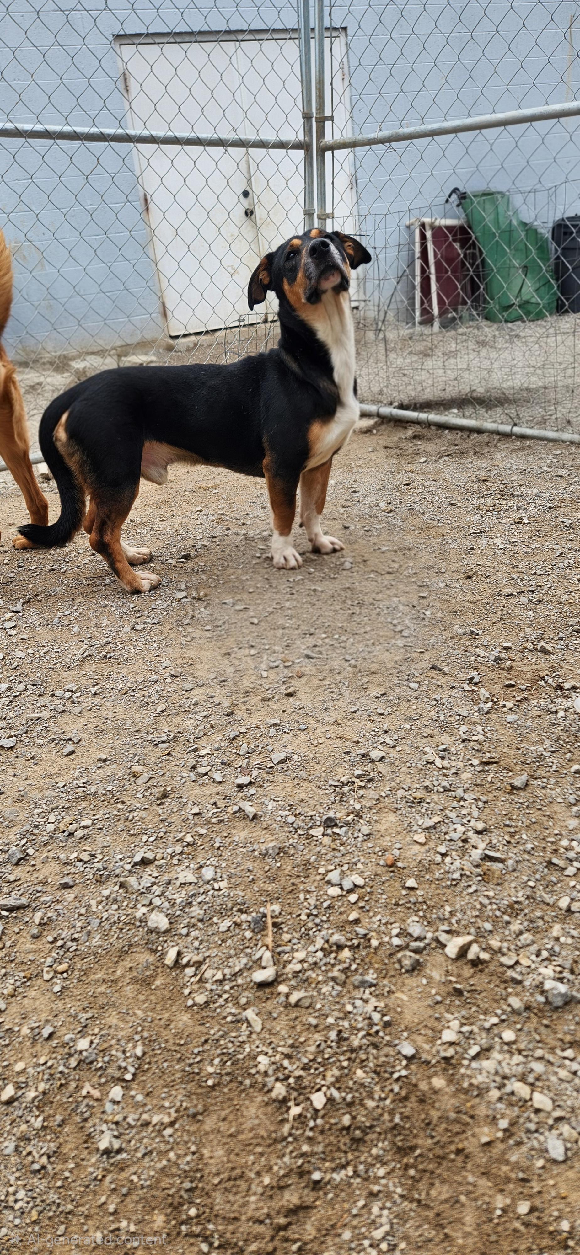 Enlarge Jake , a ADOPTABLE mixed breed in Berea, KY image 2/2