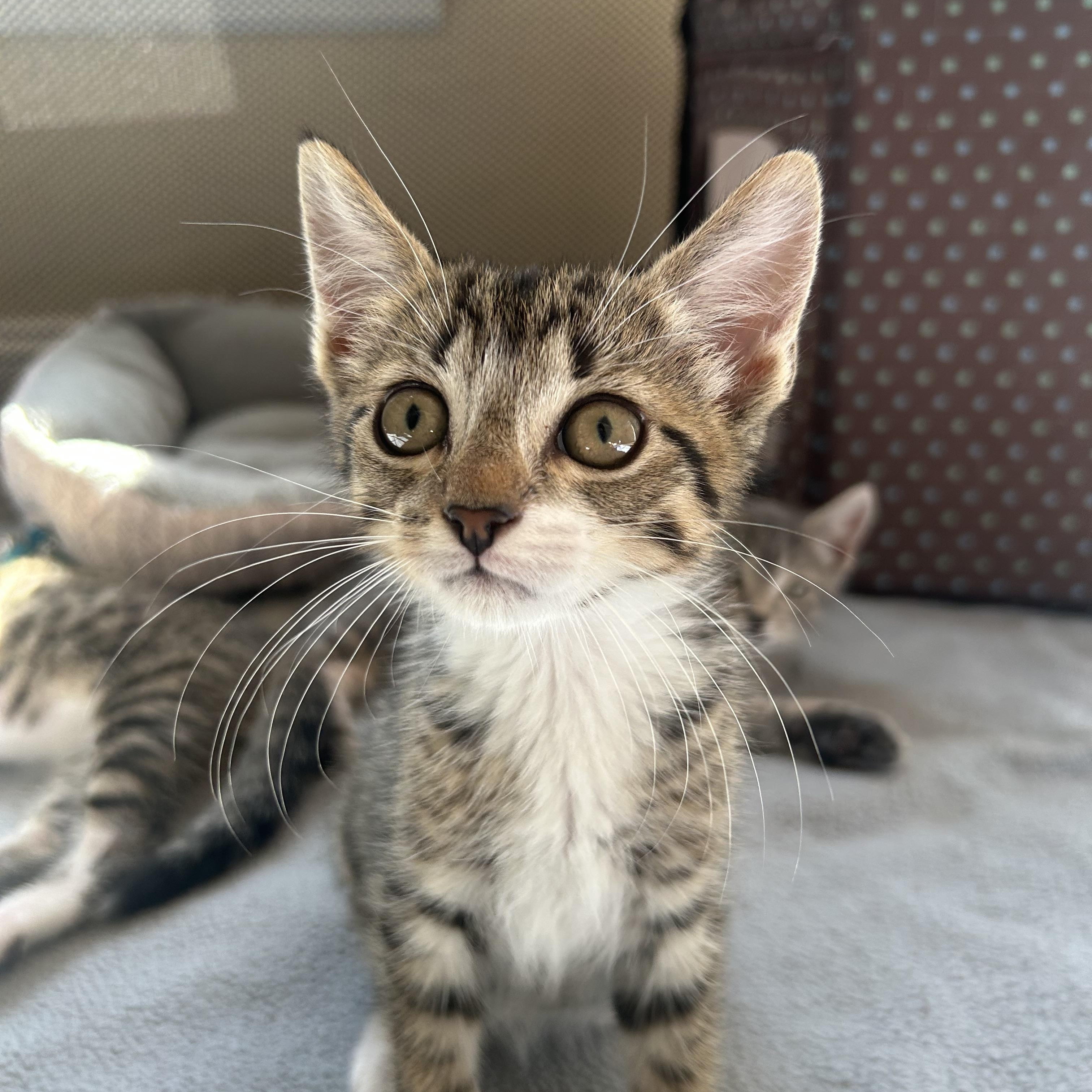 Enlarge Trouble, a ADOPTABLE Domestic Short Hair in Westfield, NJ image 3/3