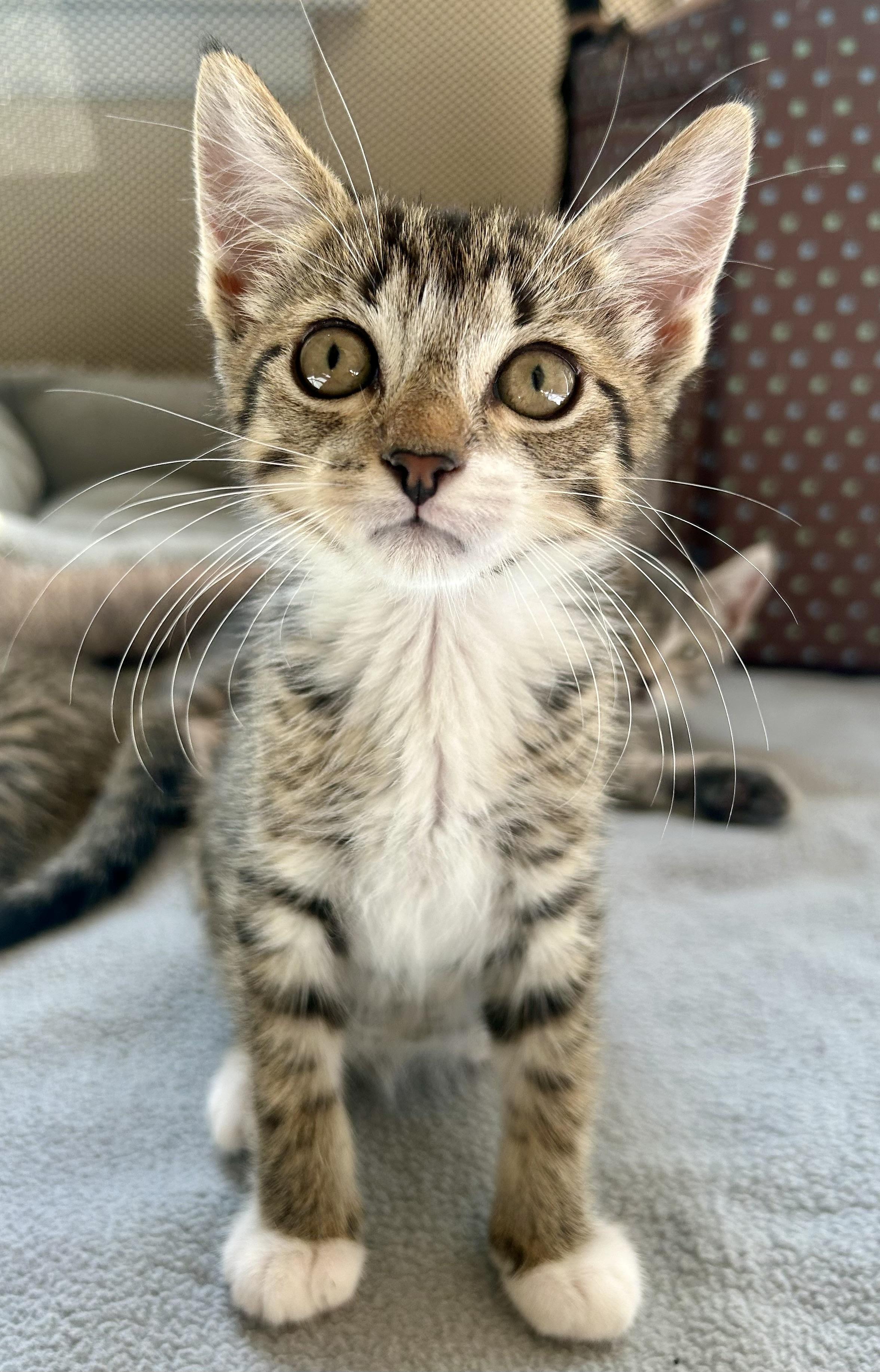 Trouble, ADOPTABLE, Kitten Male Domestic Short Hair.