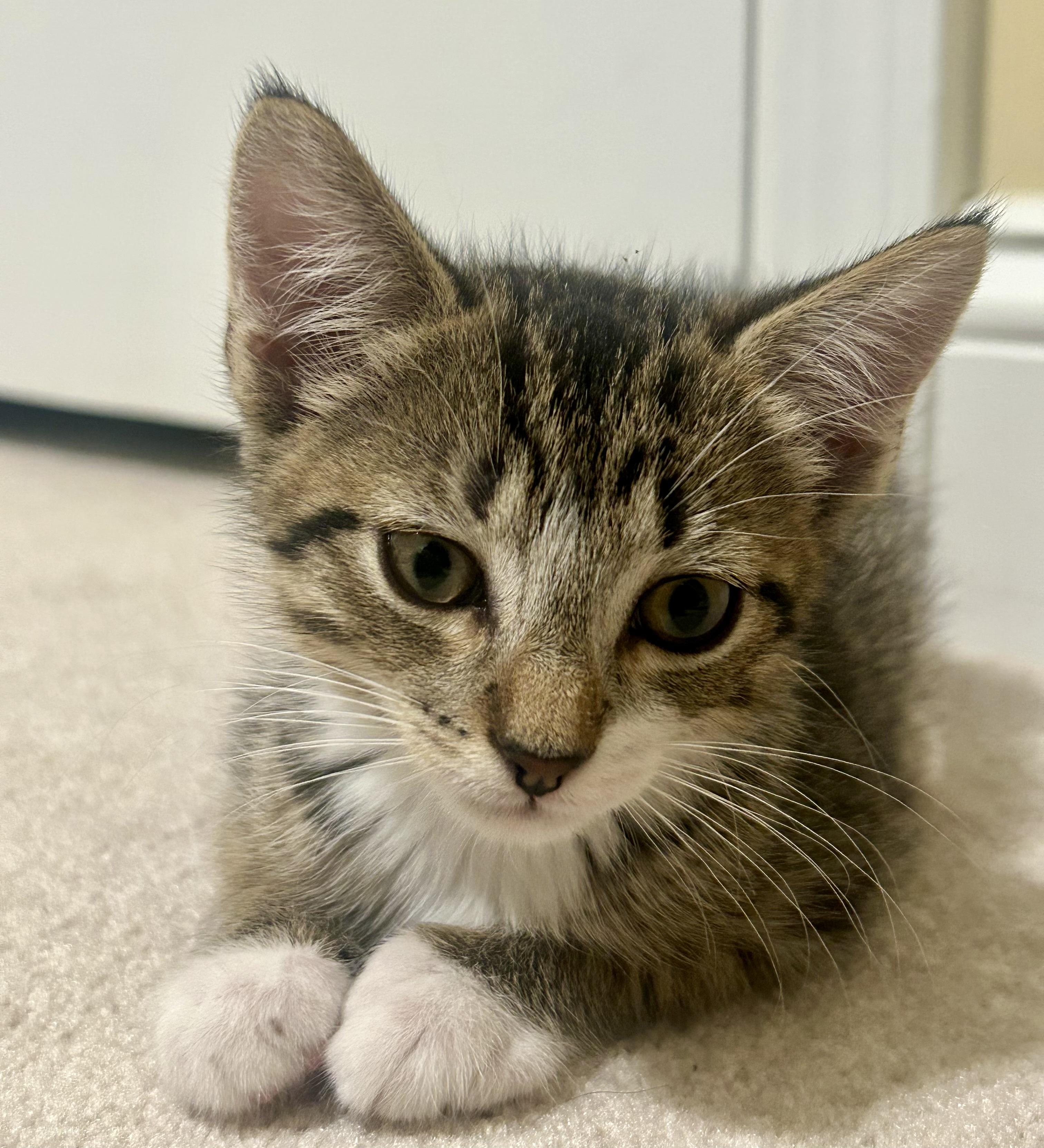 Enlarge Trouble, a ADOPTABLE Domestic Short Hair in Westfield, NJ image 2/3