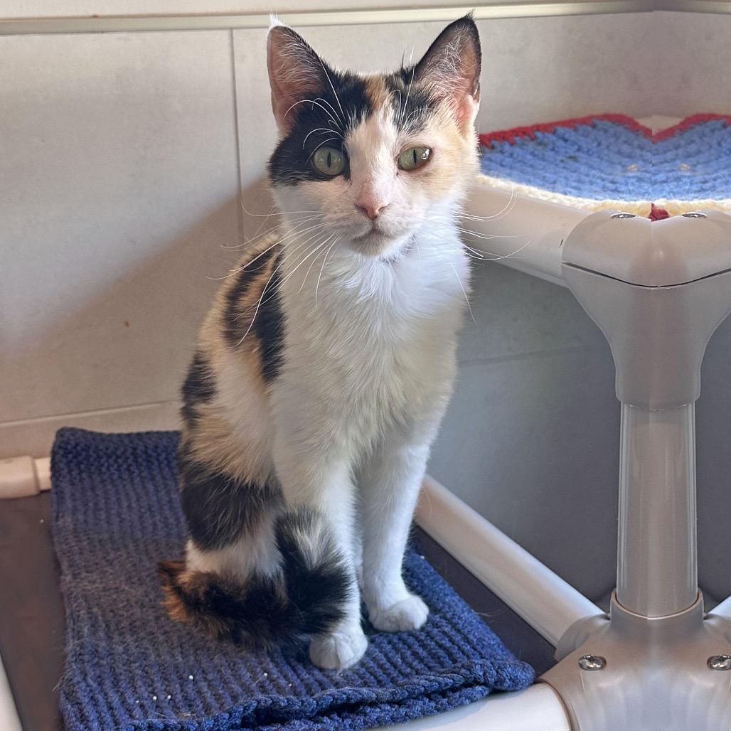 Paris, Adoptable, Adult Female Domestic Short Hair.