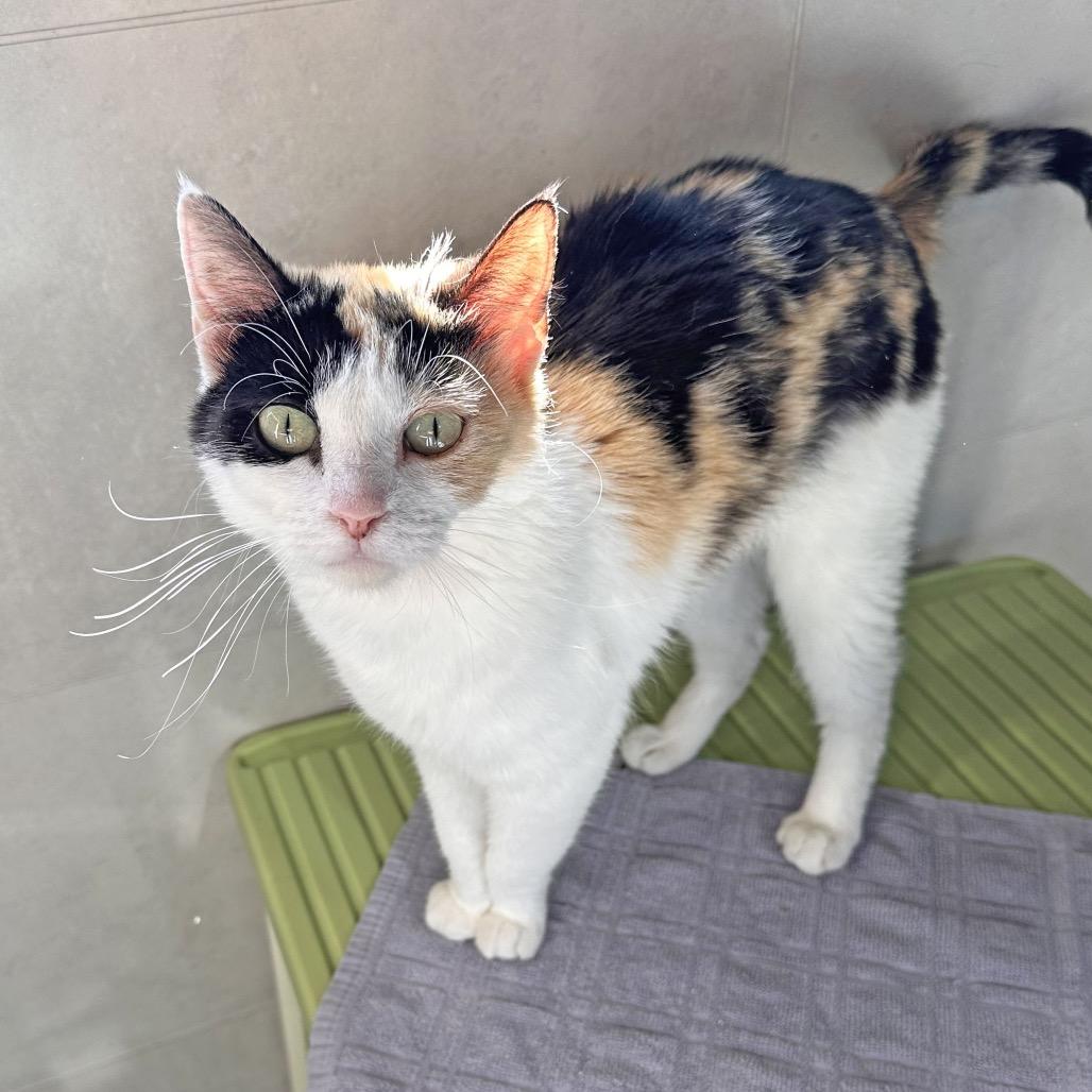 Paris, a Adoptable Domestic Short Hair in Hailey, ID image 2/6