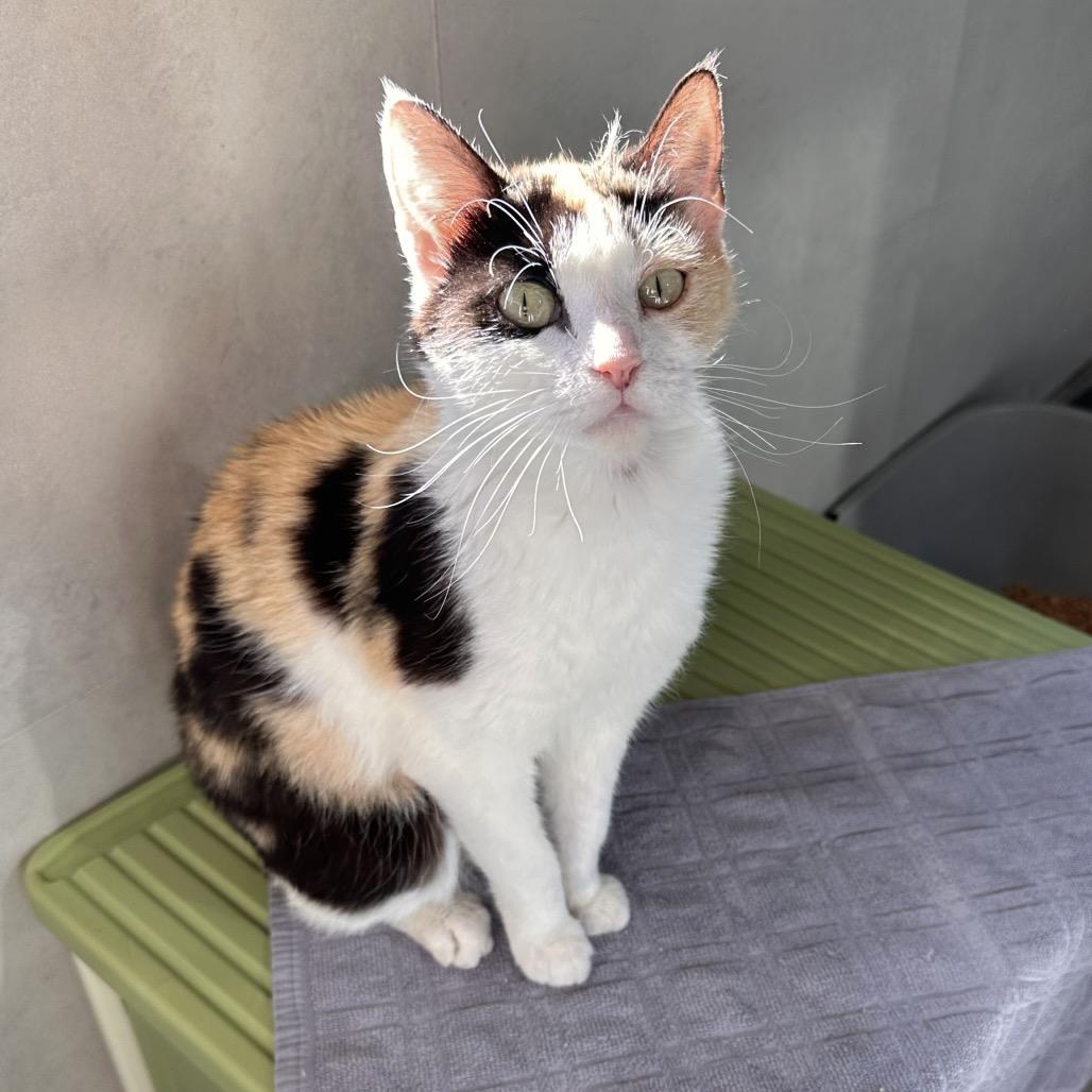 Paris, a Adoptable Domestic Short Hair in Hailey, ID image 3/6