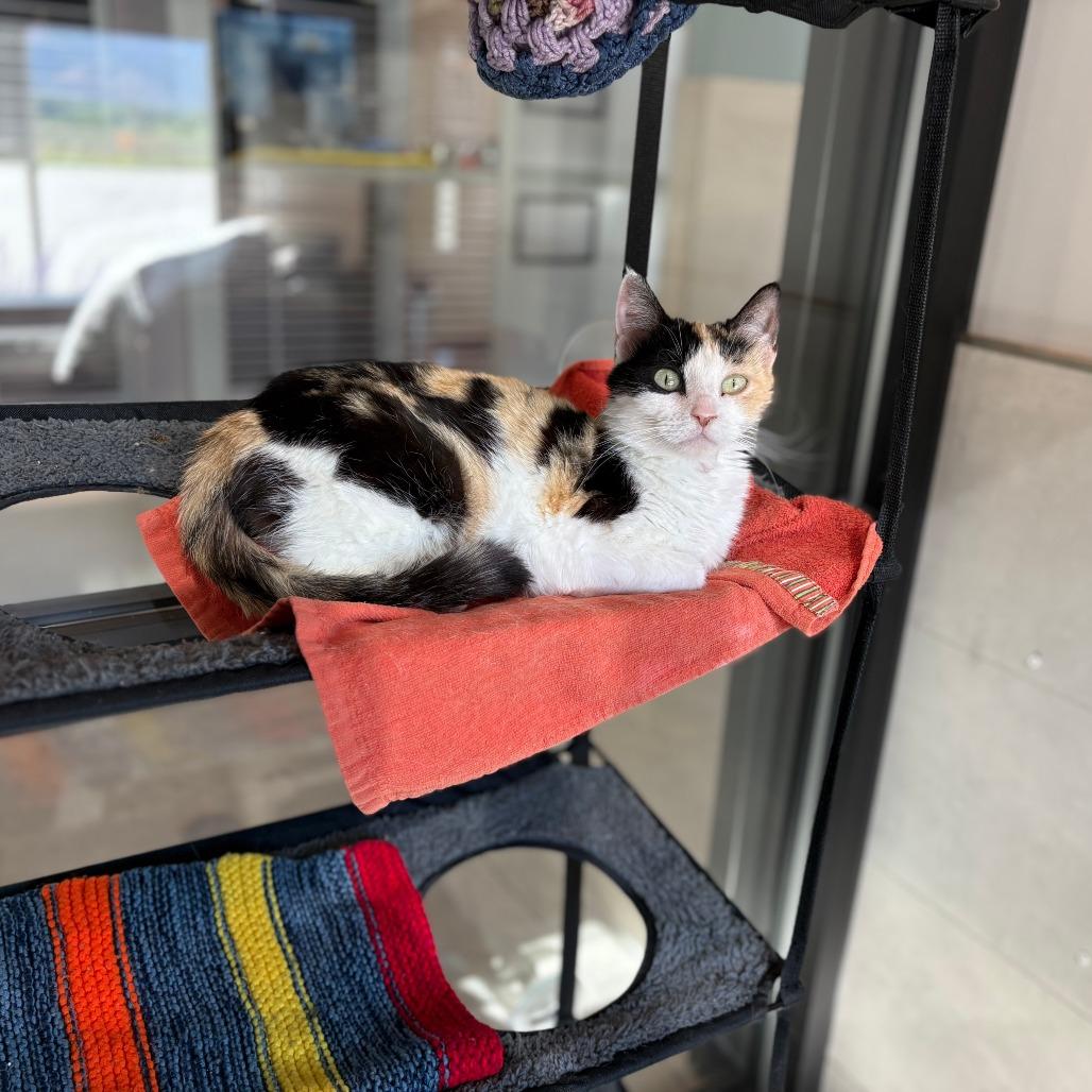 Paris, a Adoptable Domestic Short Hair in Hailey, ID image 4/6