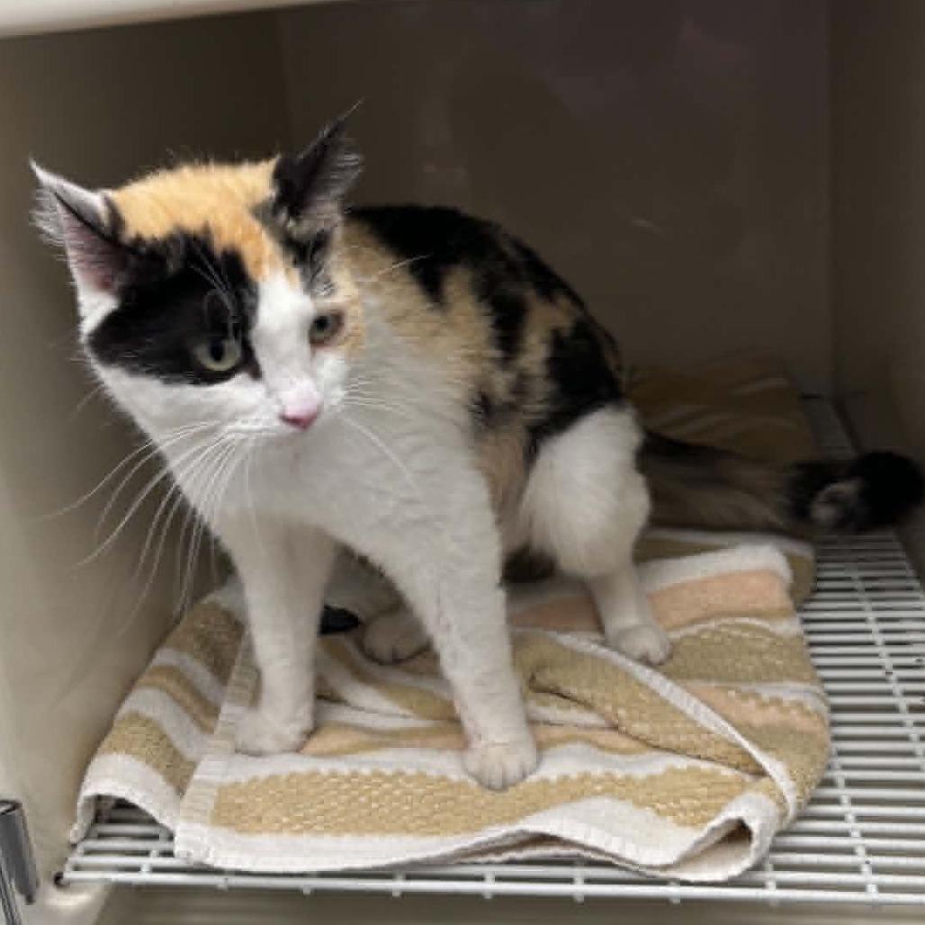 Paris, a Adoptable Domestic Short Hair in Hailey, ID image 5/6