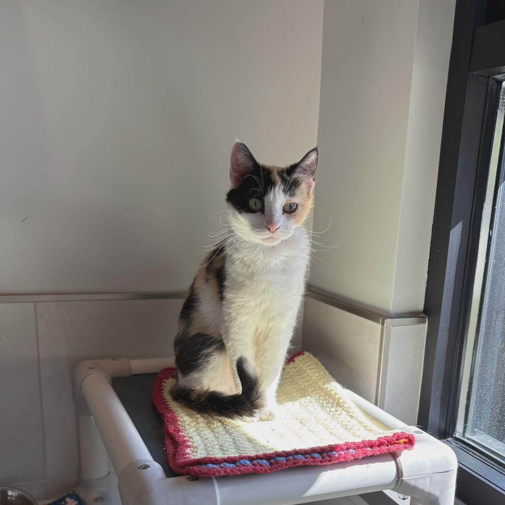 Paris, a Adoptable Domestic Short Hair in Hailey, ID image 6/6
