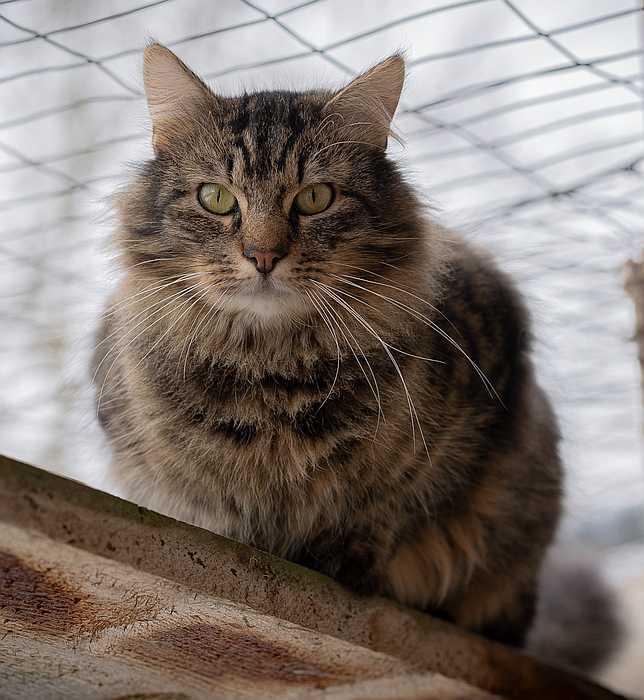 Enlarge MOSHE, a Adoptable Domestic Long Hair in Sequim, WA image 2/6