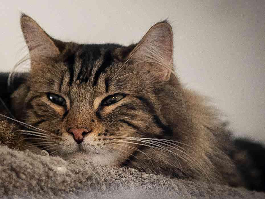 Enlarge MOSHE, a Adoptable Domestic Long Hair in Sequim, WA image 4/6