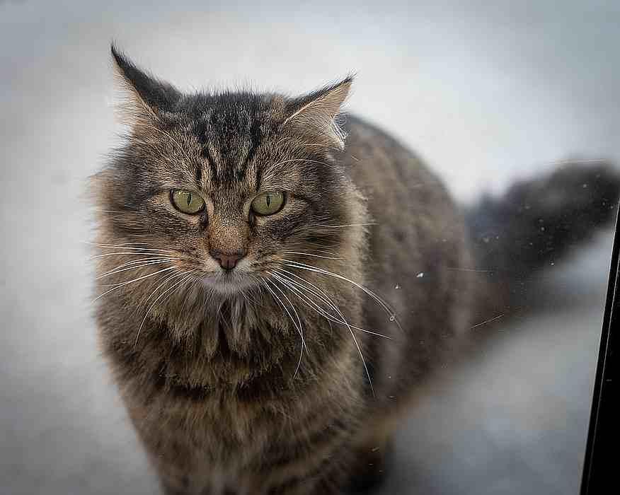 Enlarge MOSHE, a Adoptable Domestic Long Hair in Sequim, WA image 5/6