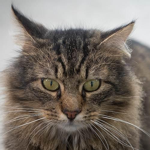 Enlarge MOSHE, a Adoptable Domestic Long Hair in Sequim, WA image 1/6