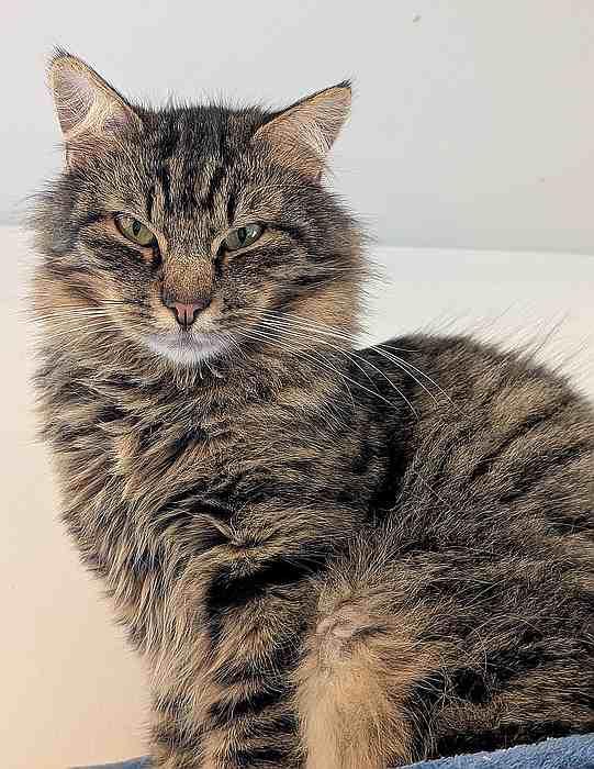Enlarge MOSHE, a Adoptable Domestic Long Hair in Sequim, WA image 3/6