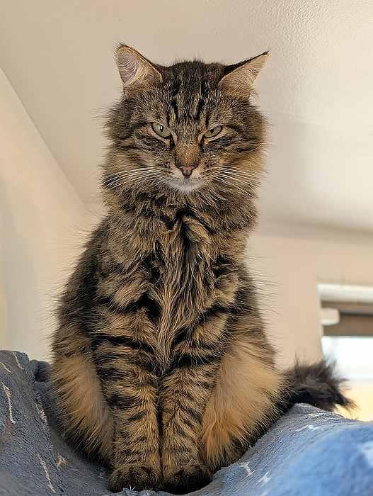 Enlarge MOSHE, a Adoptable Domestic Long Hair in Sequim, WA image 6/6