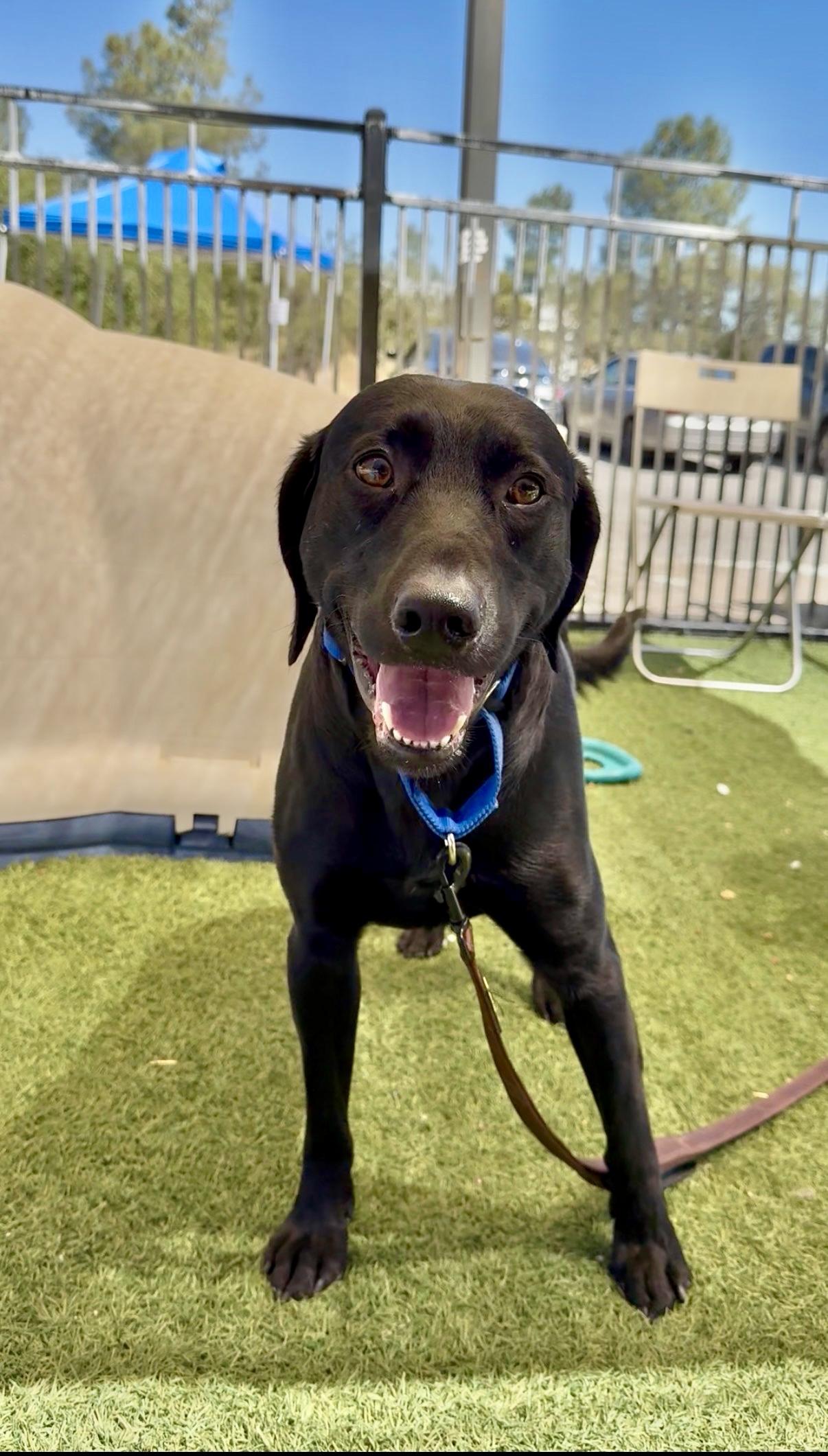 Carl, ADOPTABLE, Adult Male Black Labrador Retriever.