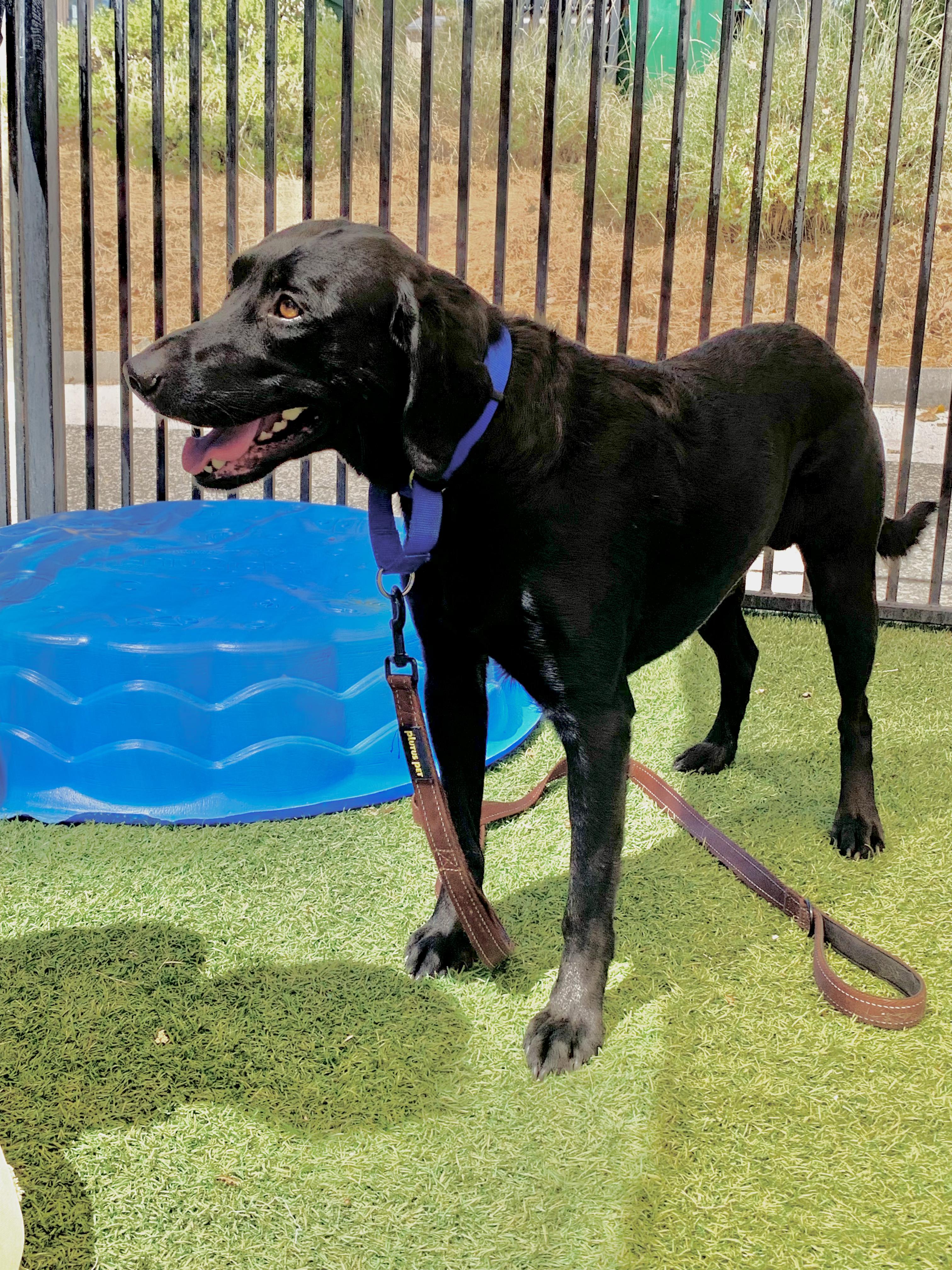 Carl, a ADOPTABLE Black Labrador Retriever in Grass Valley, CA image 4/5